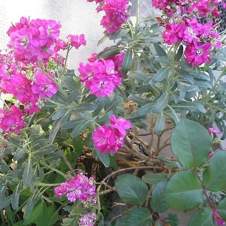 Appartement Rojnic *