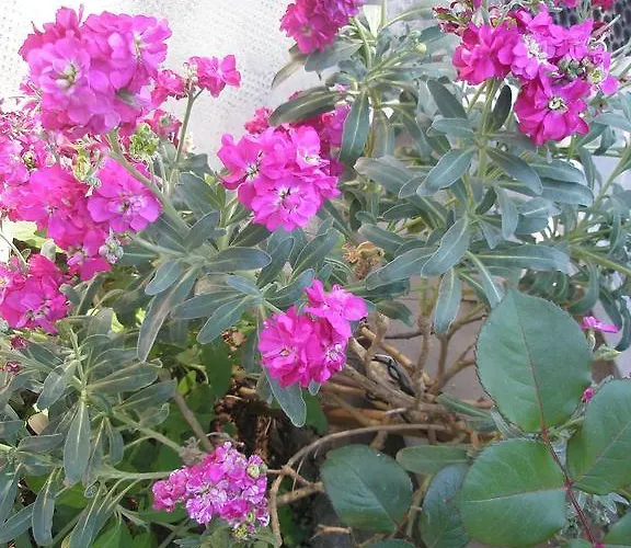 Διαμέρισμα Rojnic *